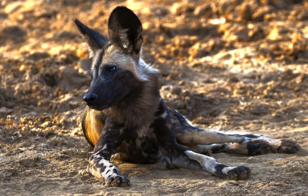 Dingo: Understanding Australia’s Iconic Wild Dog