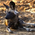 Dingo: Understanding Australia’s Iconic Wild Dog