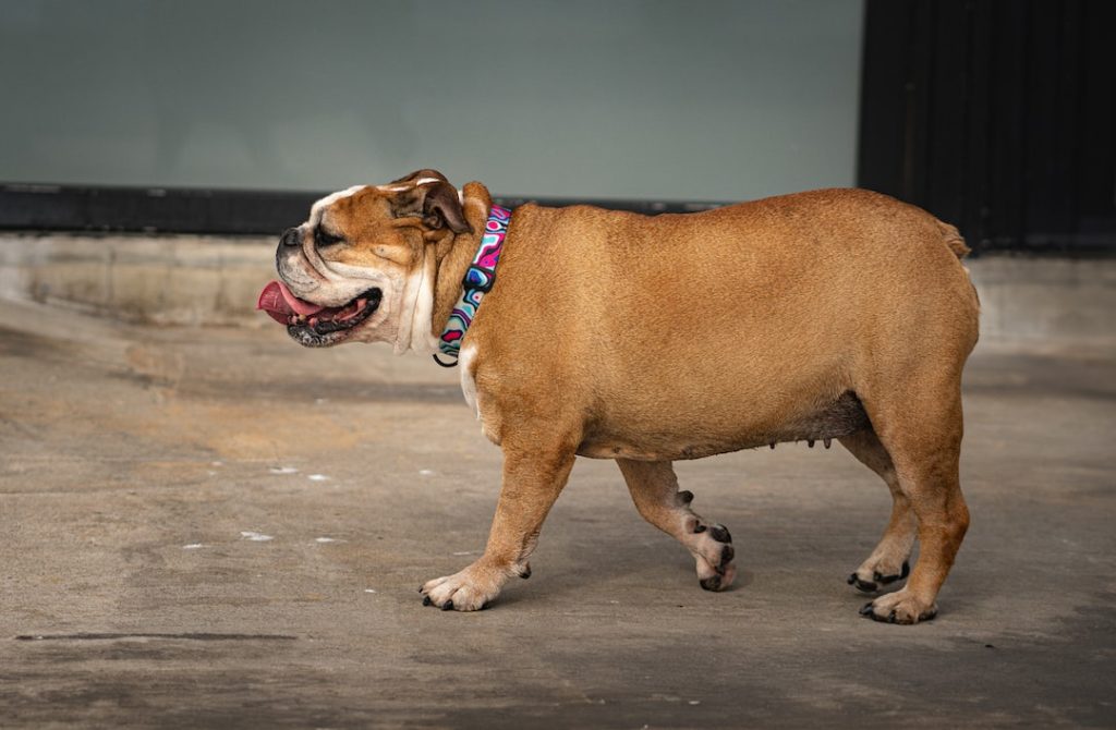 Bulldog: The Adorable and Courageous Icon of British Tenacity