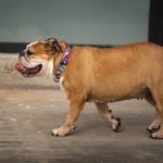 Bulldog: The Adorable and Courageous Icon of British Tenacity