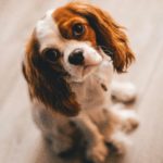 Cavalier King Charles Spaniel: A Royal Companion with a Heart of Gold