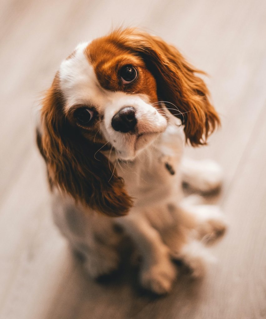 Cavalier King Charles Spaniel: A Royal Companion with a Heart of Gold