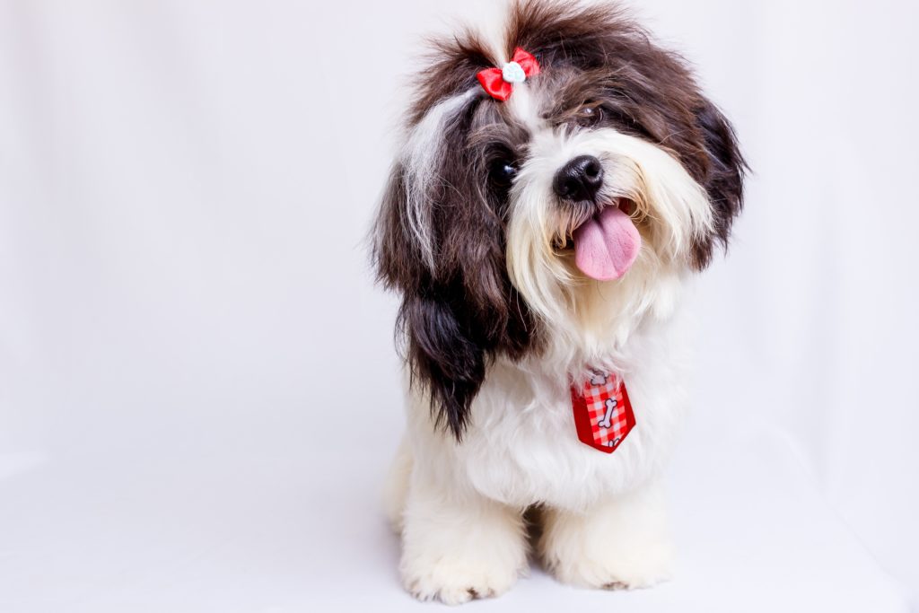 Shih Tzu: The Little Lion Dog of China