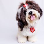 Shih Tzu: The Little Lion Dog of China