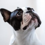 French Bulldog: The Rise of a Modern Canine Icon – Understanding Their Popularity