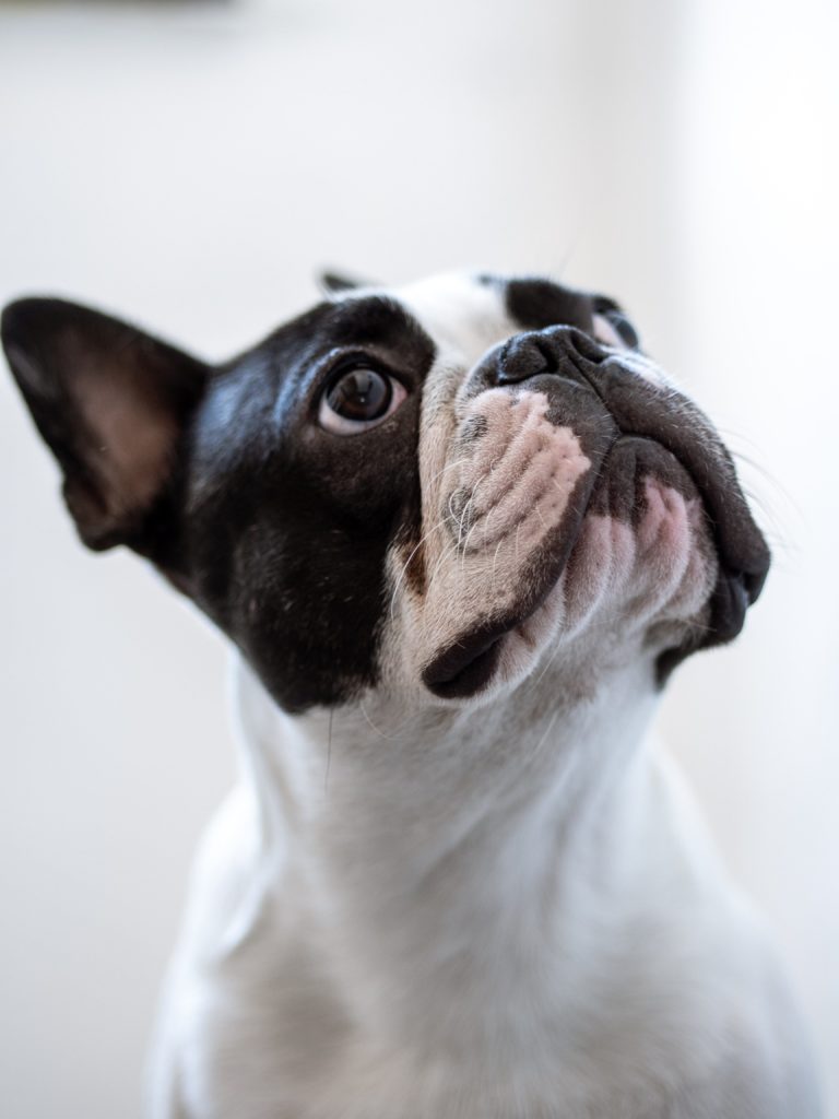 French Bulldog: The Rise of a Modern Canine Icon – Understanding Their Popularity