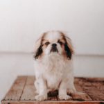 Japanese Chin: The Aristocratic Charm and Unique Qualities of This Exotic Breed