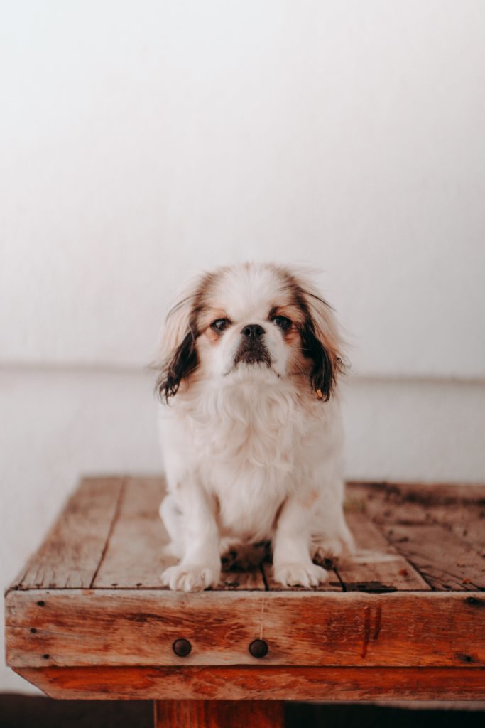 Japanese Chin: The Aristocratic Charm and Unique Qualities of This Exotic Breed