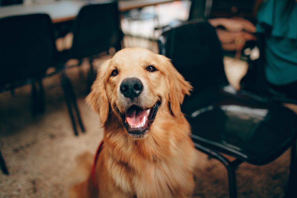 Golden Retriever: The Ultimate Companion for All Seasons