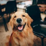 Golden Retriever: The Ultimate Companion for All Seasons