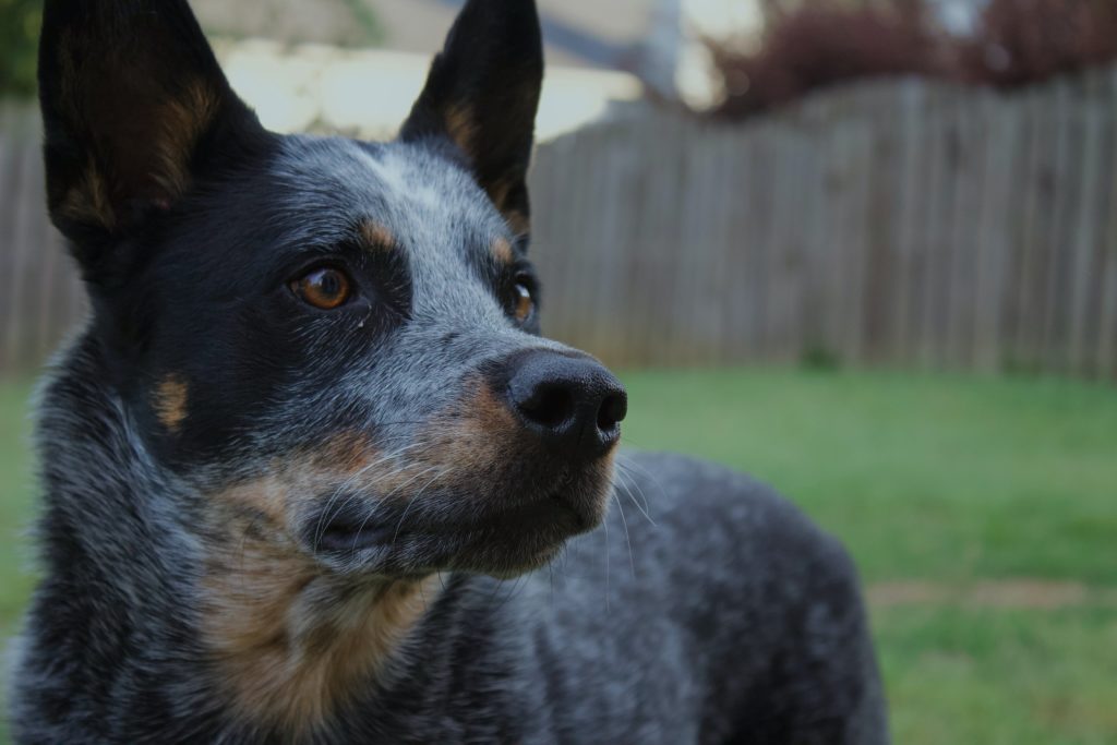 Australian Cattle Dog: The Resilient Outback Herder