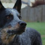 Australian Cattle Dog: The Resilient Outback Herder