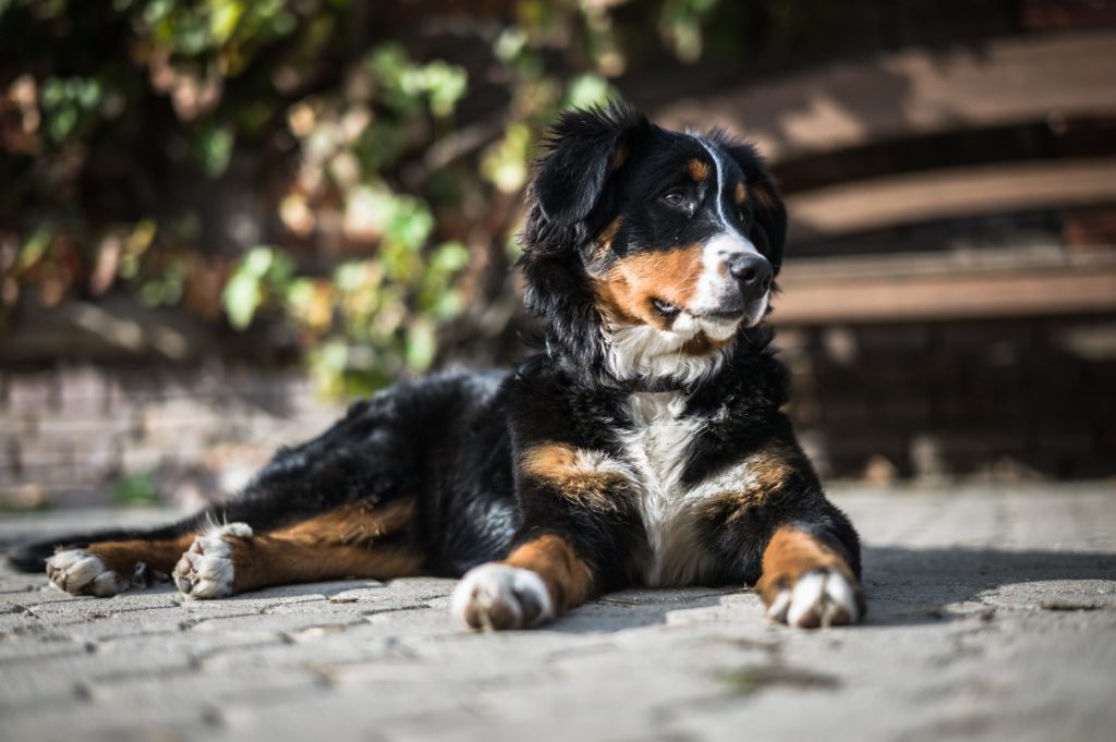 Bernese Mountain Dog: The Gentle Giant of the Swiss Alps