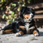 Bernese Mountain Dog: The Gentle Giant of the Swiss Alps