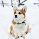 Cardigan Welsh Corgi: The Enchanting and Ancient Breed of Wales