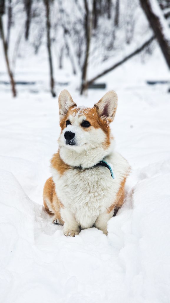 Cardigan Welsh Corgi: The Enchanting and Ancient Breed of Wales