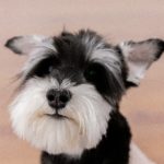 Miniature Schnauzer: The Friendly and Spirited Family Companion