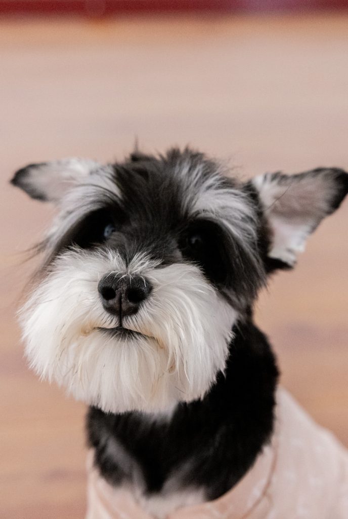 Miniature Schnauzer: The Friendly and Spirited Family Companion