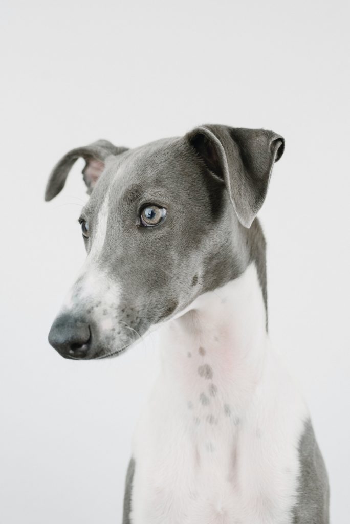 Greyhound: The Elegant Speedster – A Deep Dive into Their Athleticism and Grace