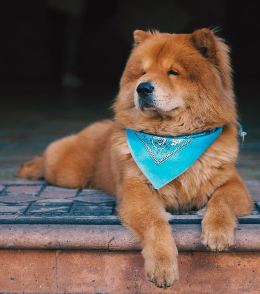 Chow Chow: The Lion-Like Dog with a Regal Chinese Legacy