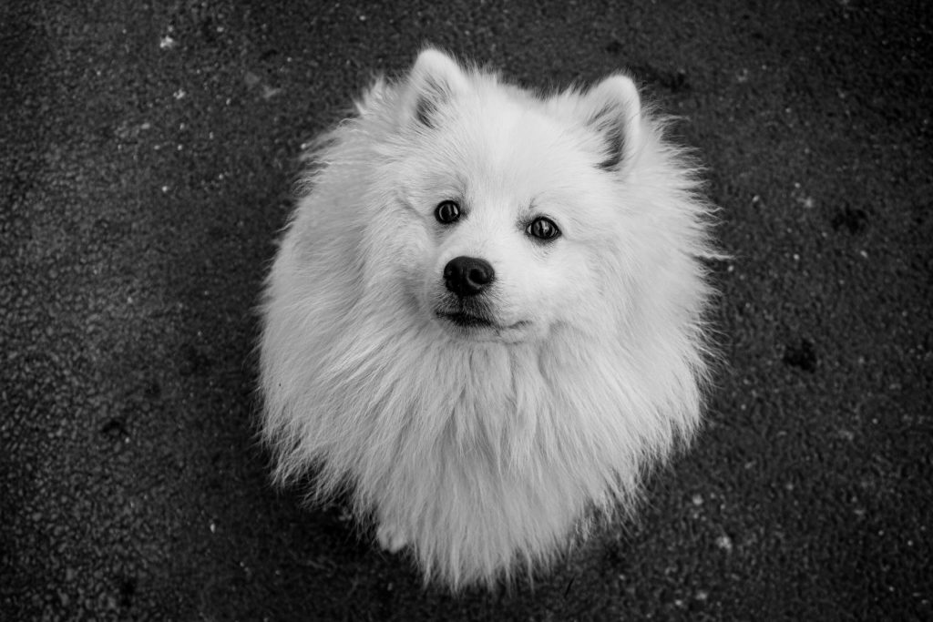 Japanese Spitz: The Fluffy and Affectionate Companion