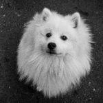 Japanese Spitz: The Fluffy and Affectionate Companion