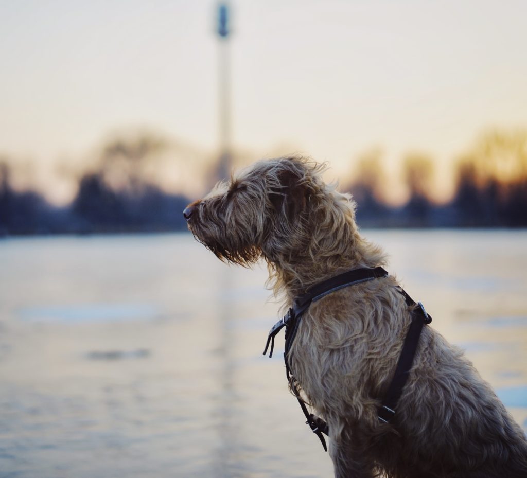 Irish Wolfhound: Gentle Giants with a Noble History