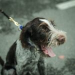 Wirehaired Pointing Griffon: The Supreme Gun Dog with a Heart