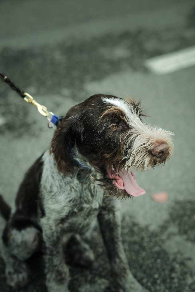 Wirehaired Pointing Griffon: The Supreme Gun Dog with a Heart