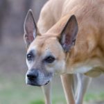 Basenji: The Barkless Dog with a Spirited Personality