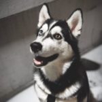 Siberian Husky: The Energetic and Loyal Sled Dog