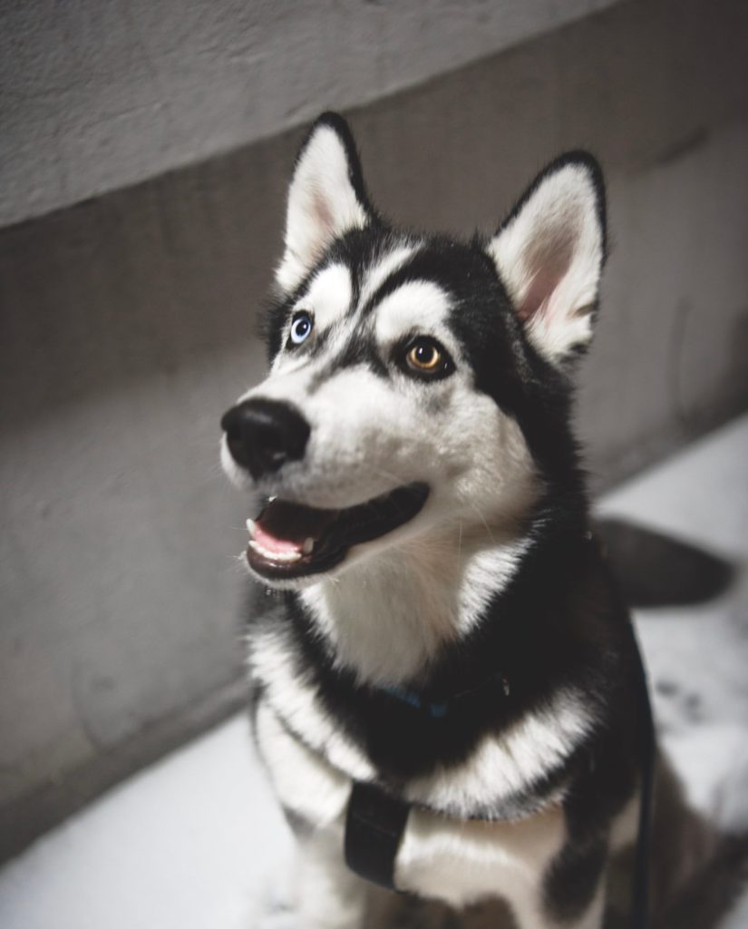 Siberian Husky: The Energetic and Loyal Sled Dog