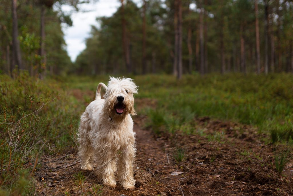 Soft-coated Wheaten Terrier: Ireland’s Happy-Go-Lucky Breed