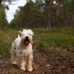 Soft-coated Wheaten Terrier: Ireland’s Happy-Go-Lucky Breed