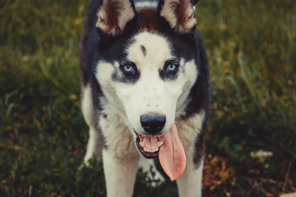 Alaskan Husky: The Unsung Heroes of the Iditarod