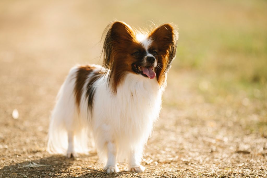 Papillon: The Butterfly Dog’s Guide to Elegance and Charm