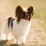 Papillon: The Butterfly Dog’s Guide to Elegance and Charm