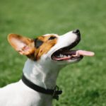 Jack Russell Terrier: The Energetic Bundle of Joy