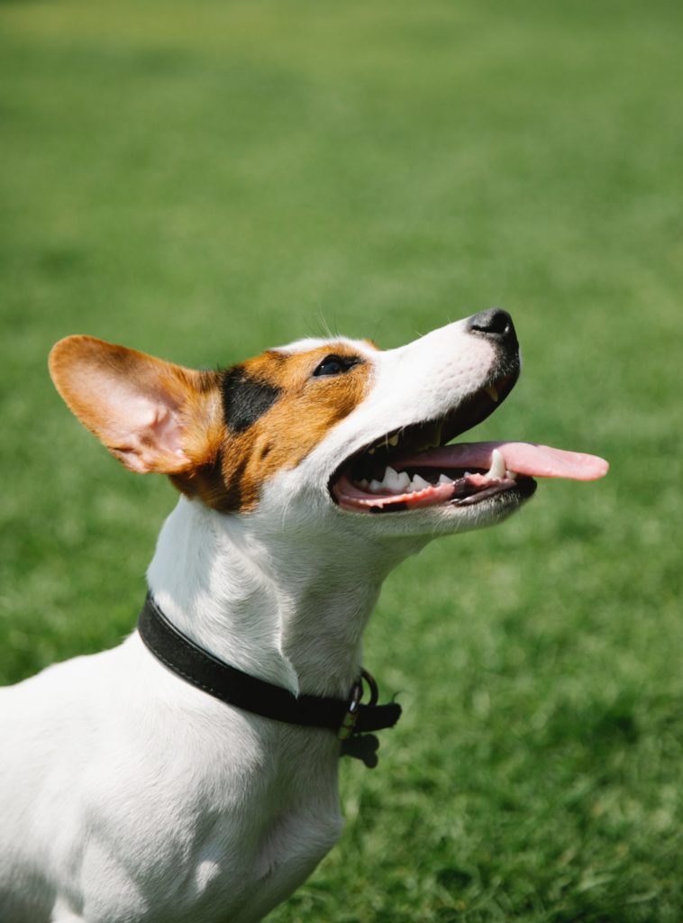 Jack Russell Terrier: The Energetic Bundle of Joy