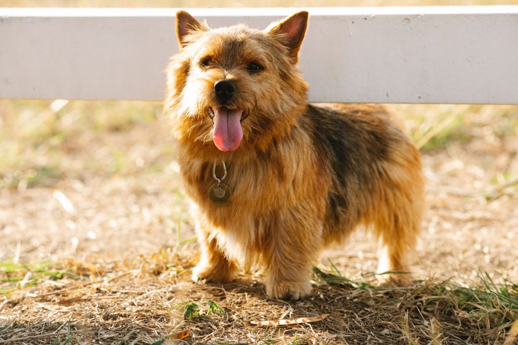 Norwich Terrier: The Adorable and Spirited Companion