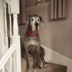 Great Dane: The Gentle Giant’s Guide to Happiness