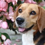 Beagle: The Cheerful Explorer of the Canine World