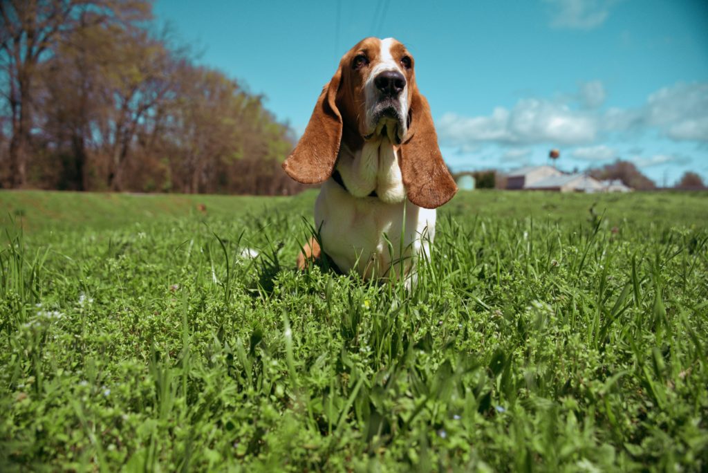 Basset Hound: The Iconic Ears and Melancholic Eyes