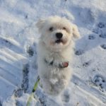 Maltese: The Ancient and Adorable Companion