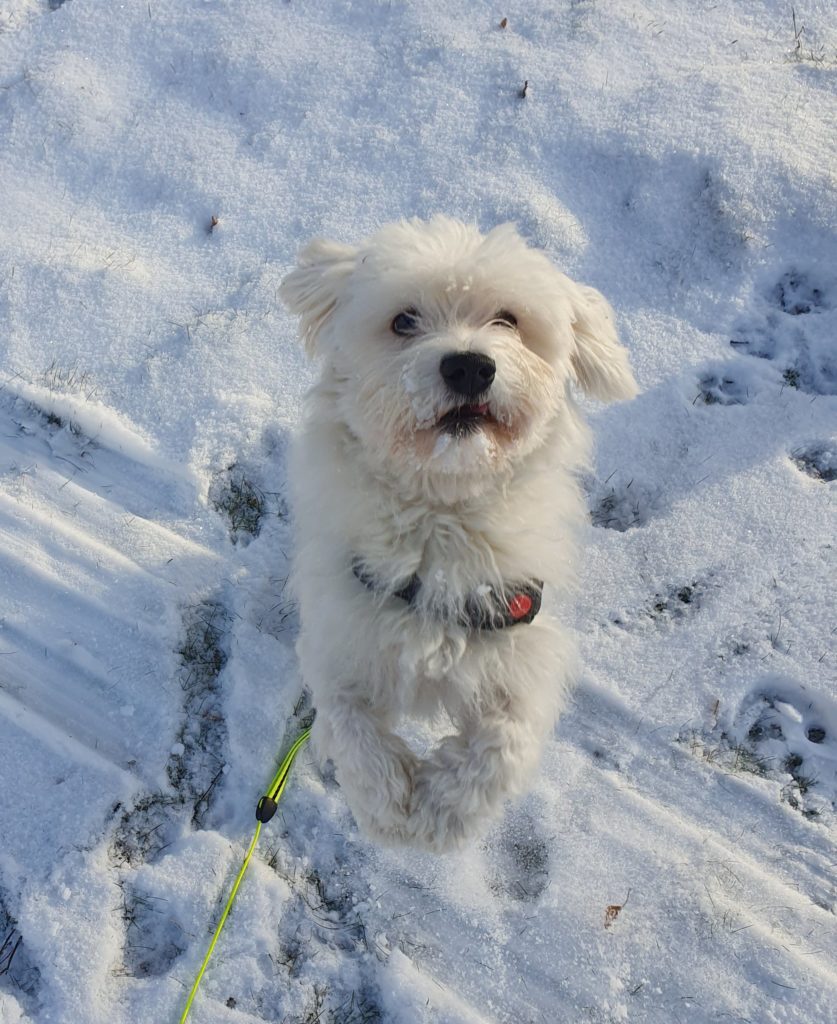 Maltese: The Ancient and Adorable Companion