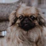 Pekingese: A Royal Companion Through the Ages