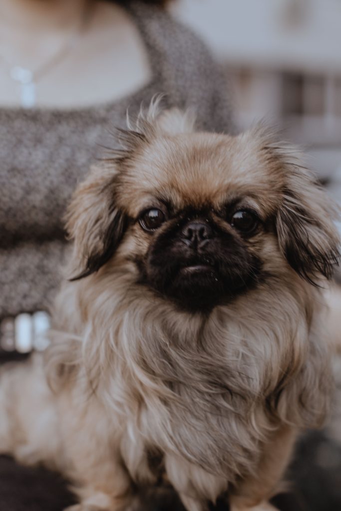 Pekingese: A Royal Companion Through the Ages