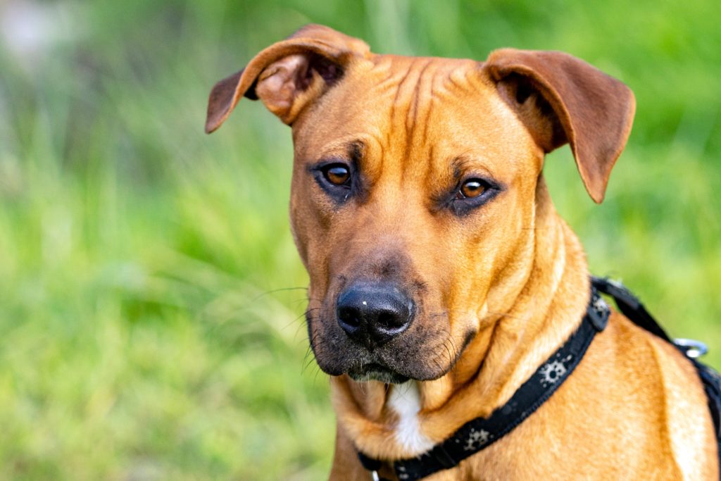 Rhodesian Ridgeback: The Lion Dog of Africa