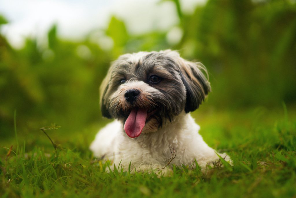 Havanese: The Heartwarming and Hairy Cuban Companion