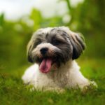 Havanese: The Heartwarming and Hairy Cuban Companion